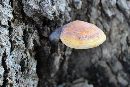 Ganoderma curtisii image