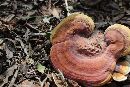 Ganoderma curtisii image