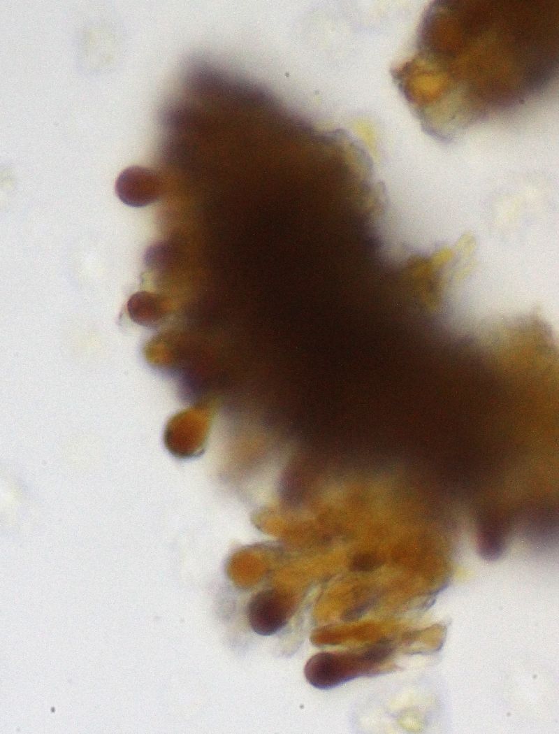 Ganoderma tuberculosum image