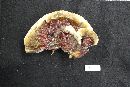 Ganoderma sessile image