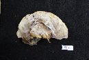 Ganoderma sessile image