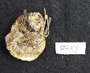 Ganoderma sessile image