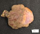 Ganoderma curtisii image