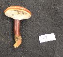 Ganoderma ravenelii image