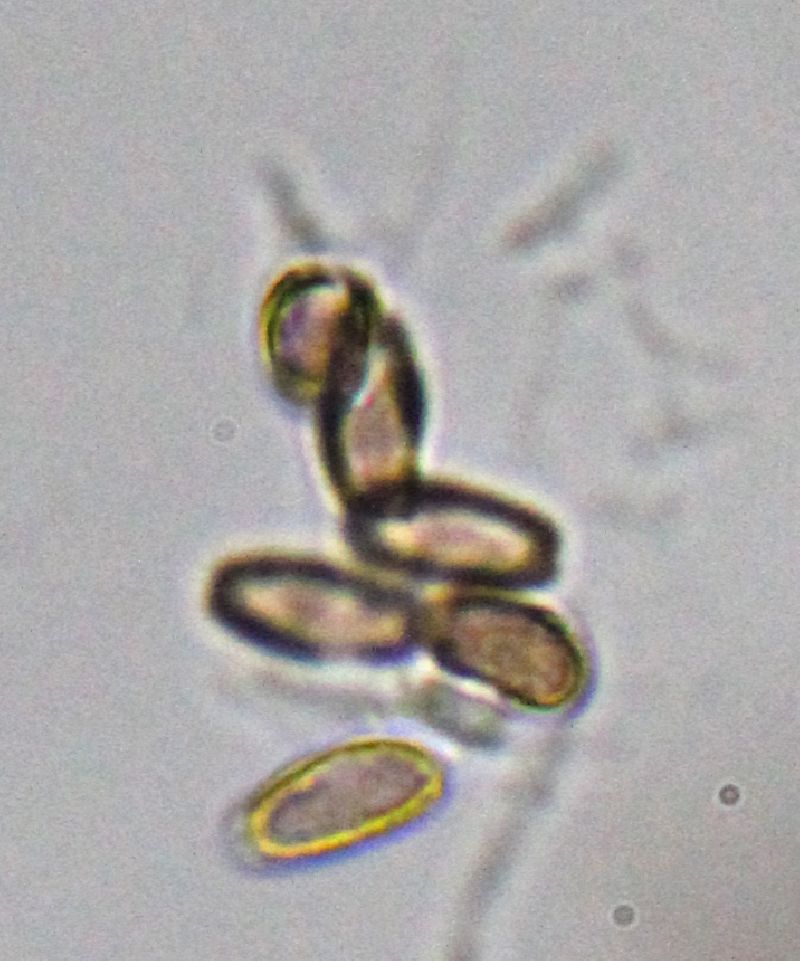 Ganoderma ravenelii image