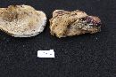 Ganoderma sessile image