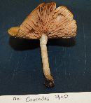 Entoloma carolinianum image