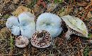 Lactarius deceptivus image