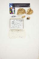 Lactarius deliciosus image
