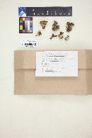 Hohenbuehelia petaloides image
