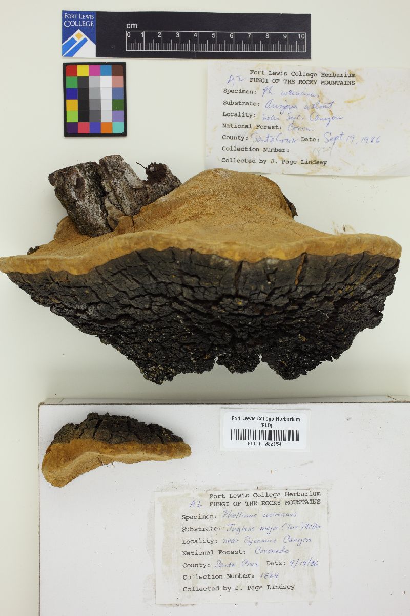 Phellinus weirianus image