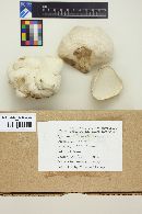 Calvatia booniana image