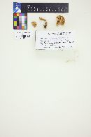Hygrophorus chrysodon image