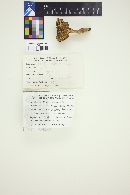Boletus chrysenteron image