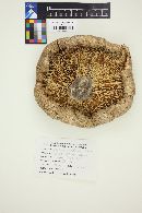 Lentinus ponderosus image