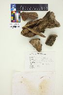 Tapinella atrotomentosa image
