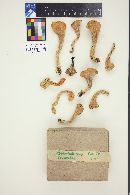 Clavariadelphus truncatus image