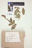 Eudarluca caricis image