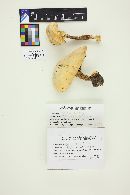 Agaricus silvicola image