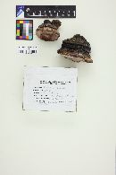 Fomitopsis cajanderi image