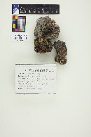 Gyromitra gigas image