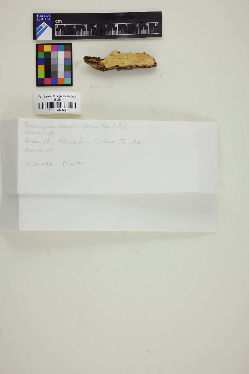 Perenniporia medulla-panis image