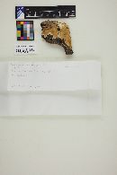 Perenniporia subacida image