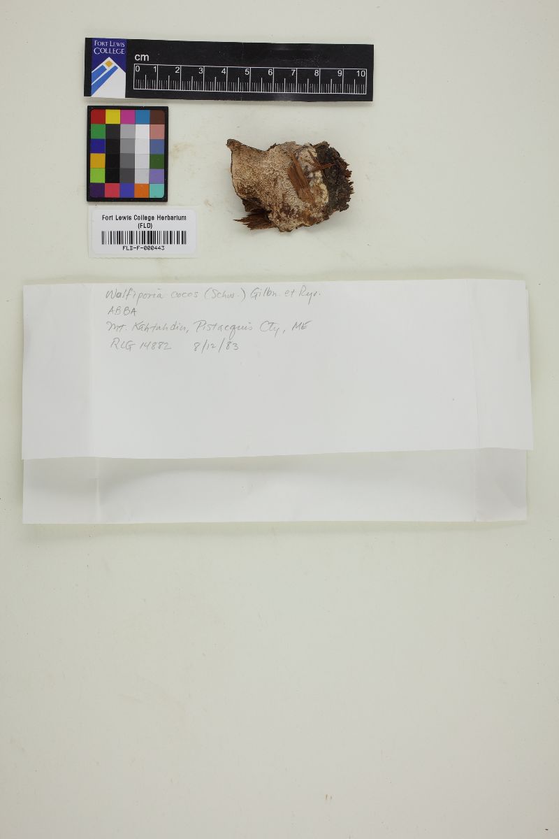 Wolfiporia extensa image