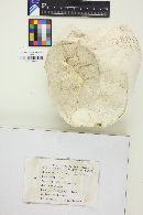 Calvatia booniana image