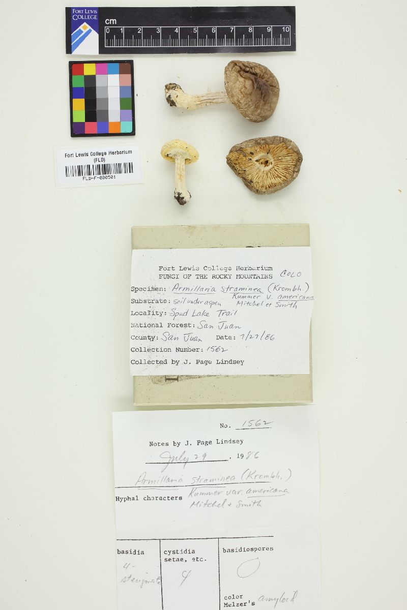 Armillaria straminea image