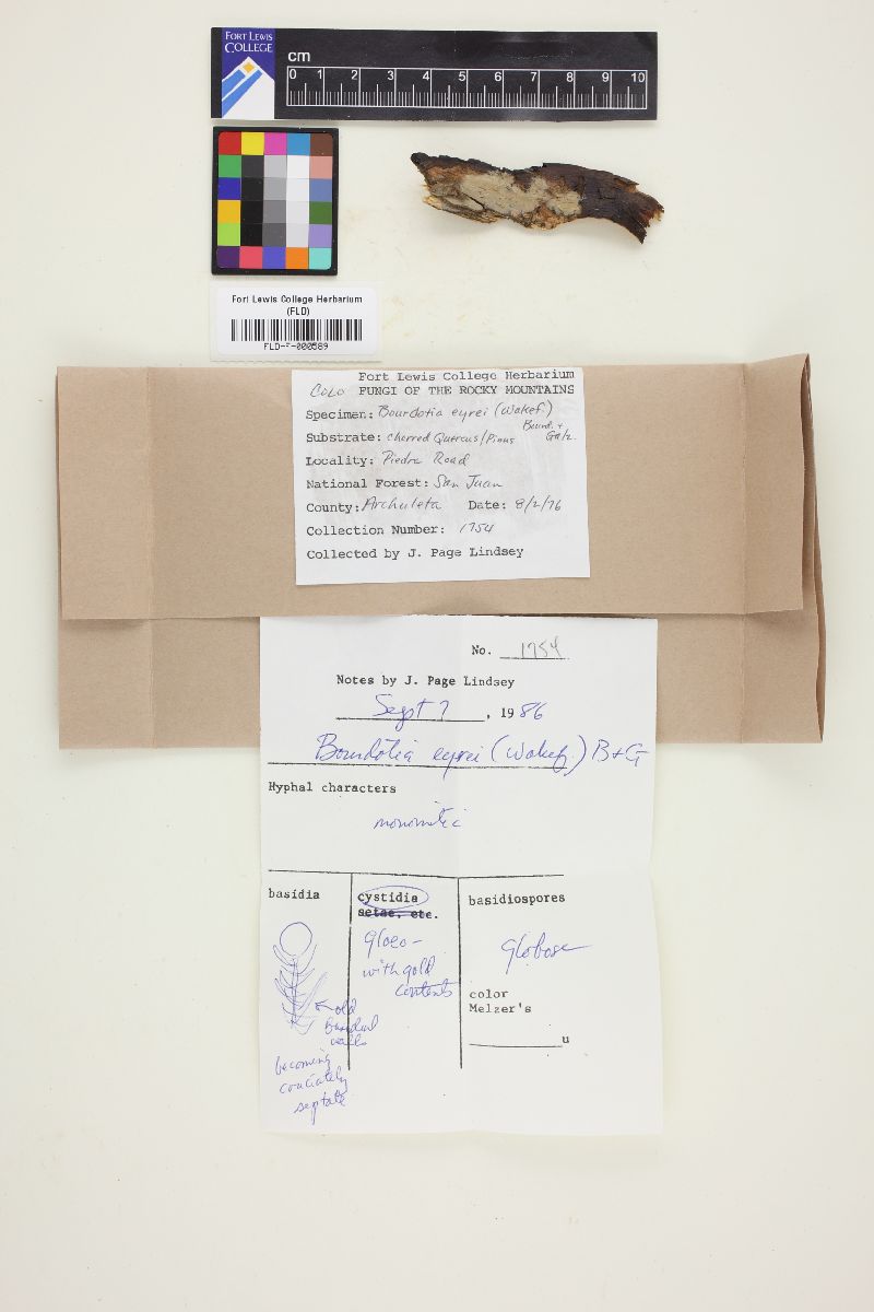 Basidiodendron eyrei image