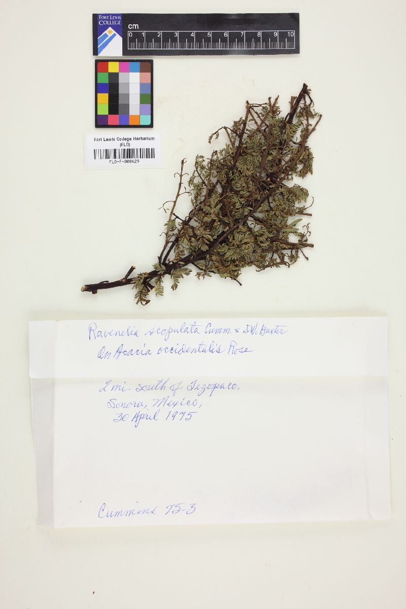Ravenelia scopulata image