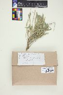 Puccinia similis image