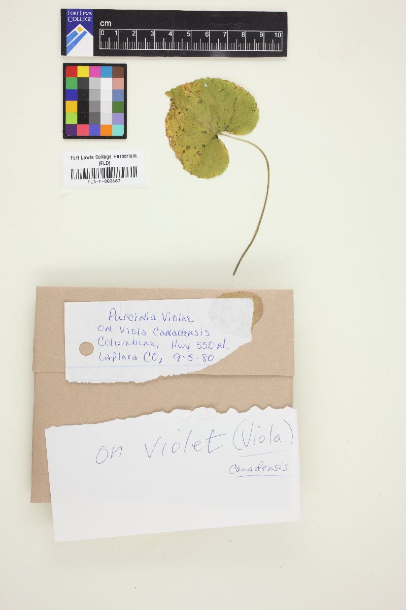 Puccinia violae image