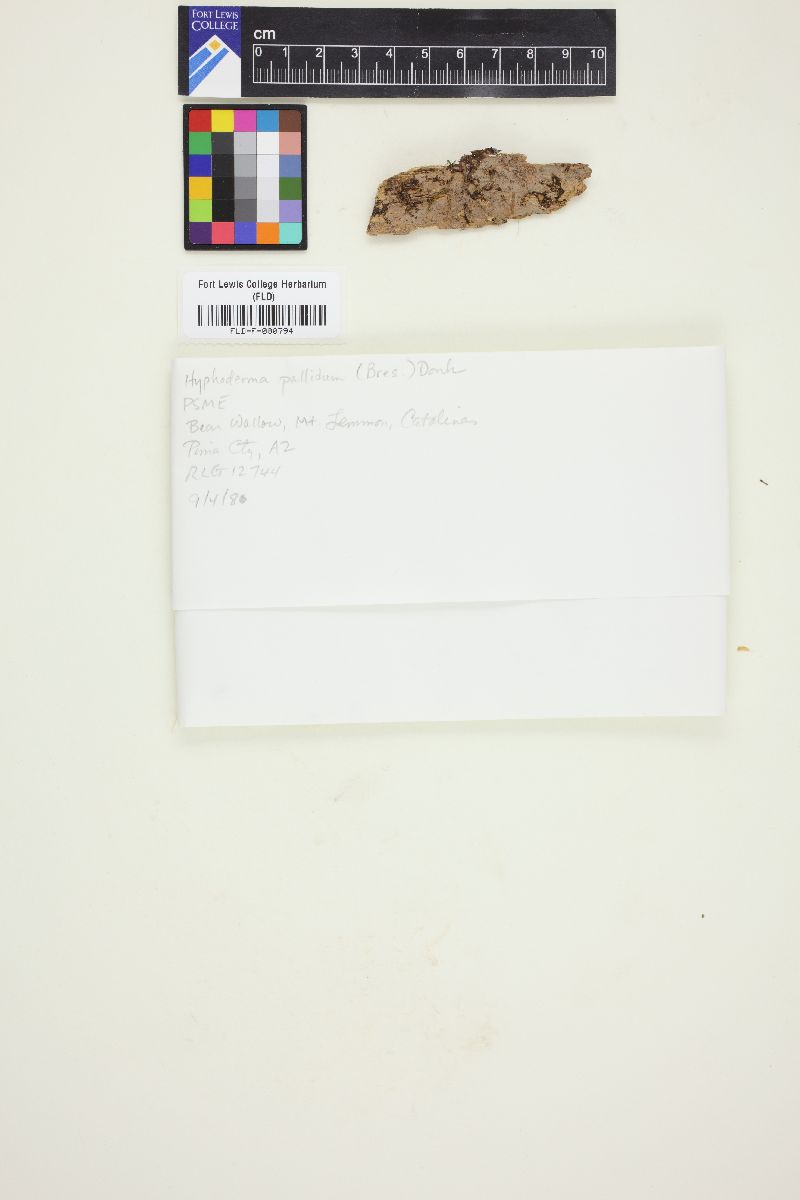 Peniophorella pallida image