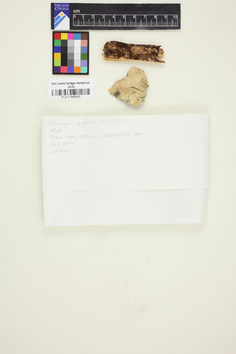 Phlebiopsis gigantea image