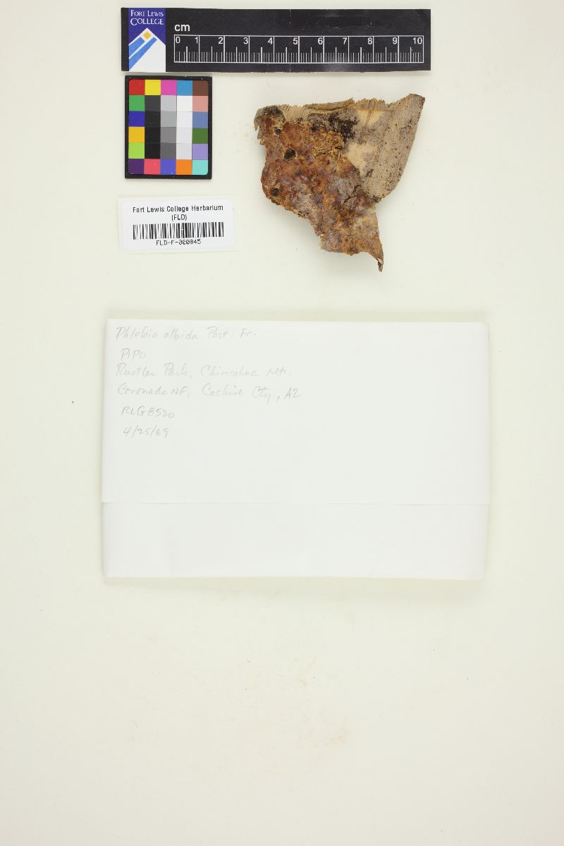 Basidioradulum tuberculatum image