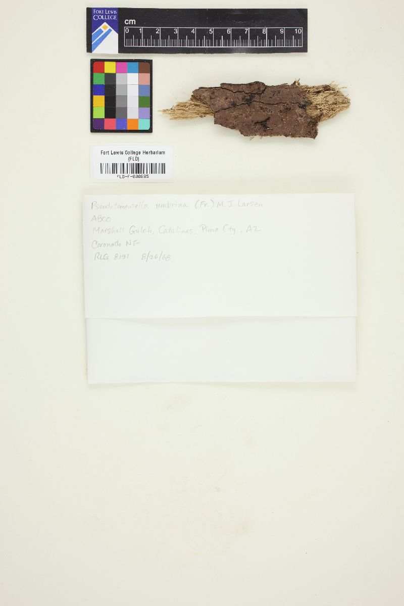 Pseudotomentella tristis image