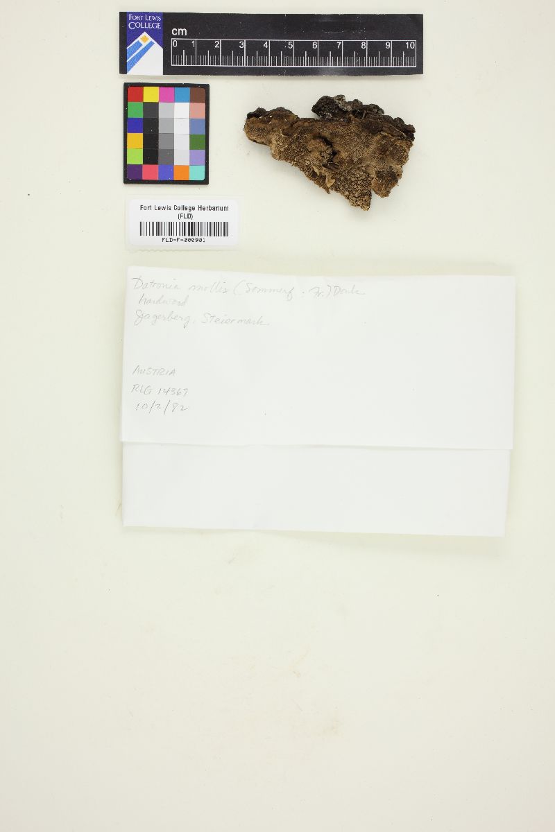 Datronia mollis image