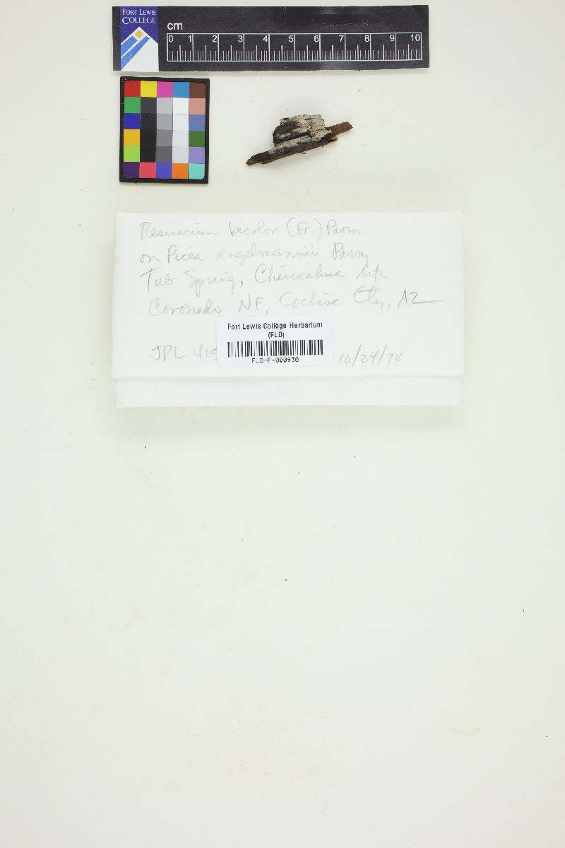 Resinicium image