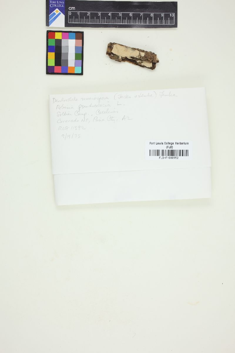 Dendrothele microspora image