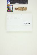 Conferticium karstenii image