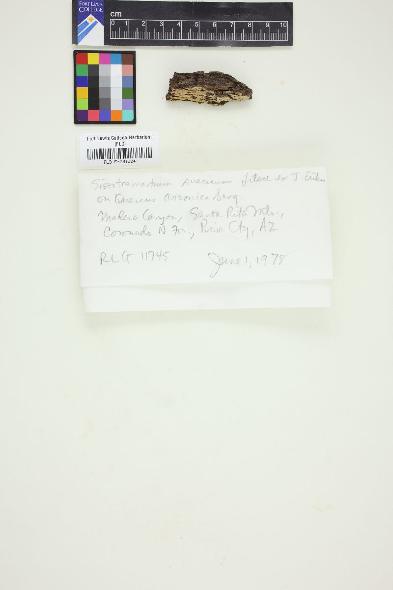Sistotremastrum suecicum image