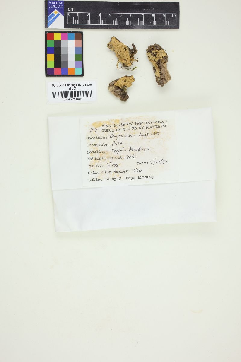 Amphinema byssoides image