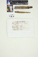 Coniophora arida image