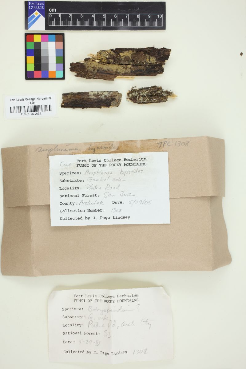 Amphinema byssoides image