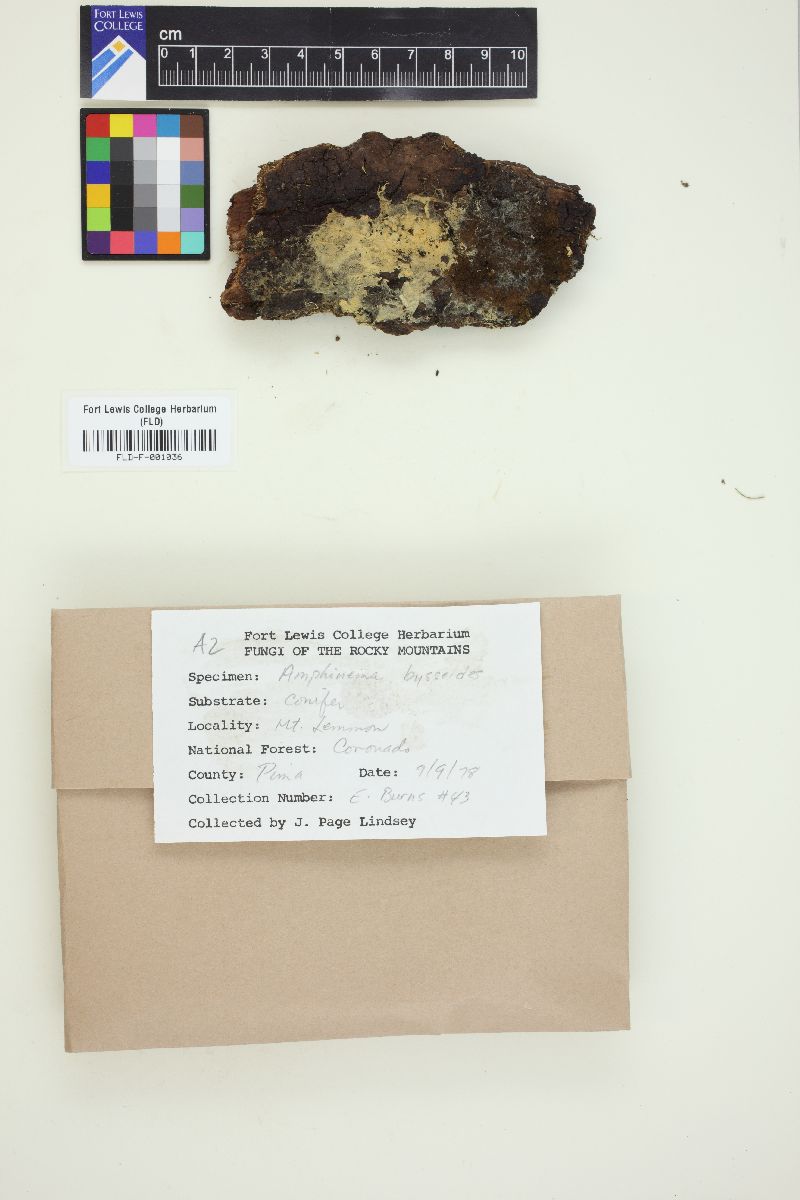 Amphinema byssoides image