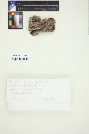 Peniophora fuscomarginata image