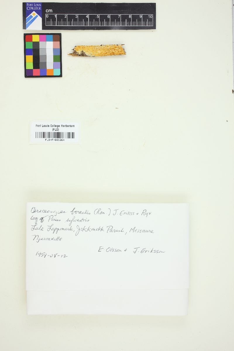 Ceraceomyces borealis image