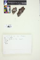 Byssocorticium neomexicanum image